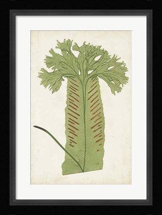 Framed Fern Family V Print