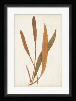 Framed Fern Family VI Print