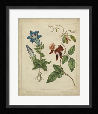 Framed Scarlet Beauty III Print