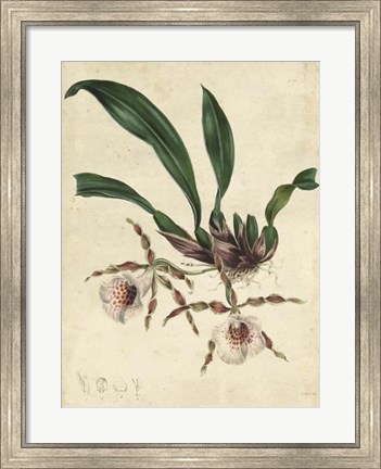 Framed Sophisticated Orchid II Print