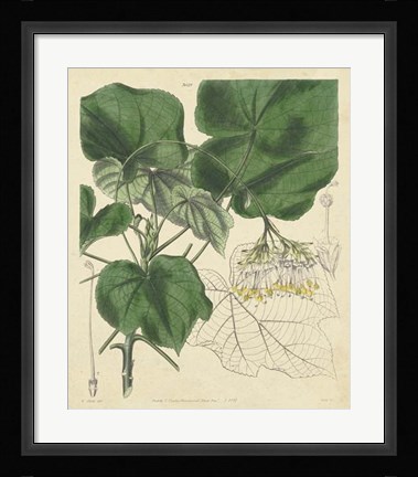 Framed Curtis Leaves &amp; Blooms I Print