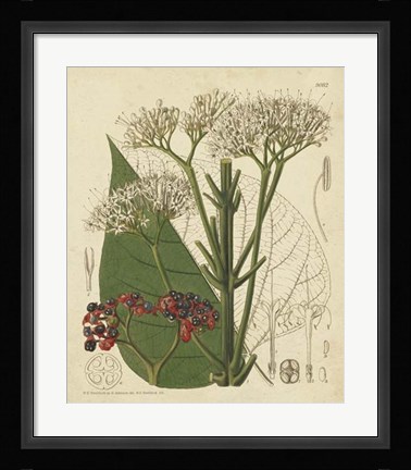 Framed Curtis Leaves &amp; Blooms II Print