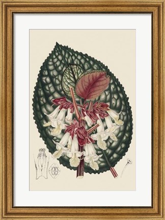 Framed Begonia Varieties III Print