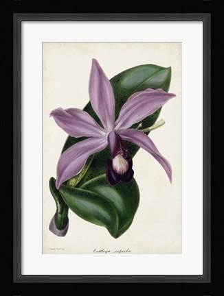 Framed Plum Orchid Print