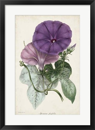 Framed Plum Morning Glory Print