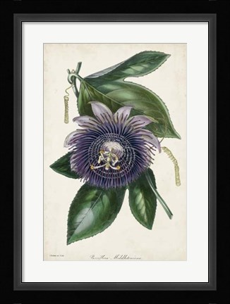 Framed Plum Passion Flower Print