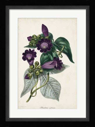 Framed Plum Foxgloves Print