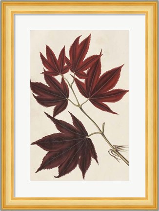Framed Japanese Maple Leaves III Print