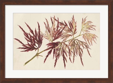 Framed Japanese Maple Leaves V Print