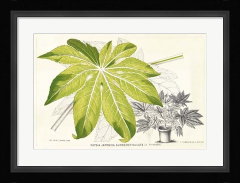 Framed Fern Leaf Foliage I Print