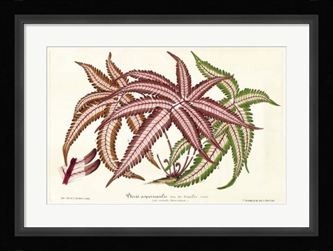 Framed Fern Leaf Foliage III Print
