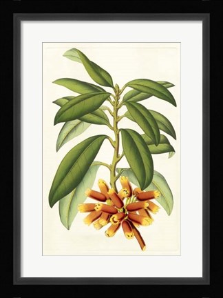 Framed Tropical Rhododendron I Print