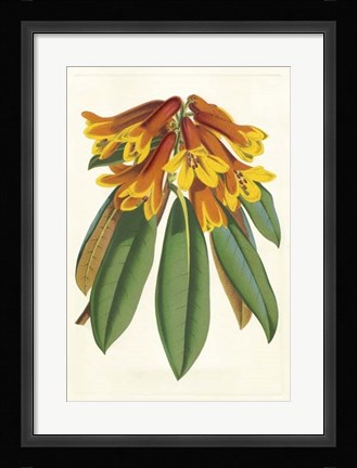 Framed Tropical Rhododendron II Print