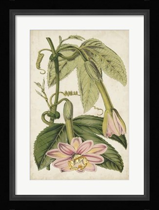 Framed Passion Flower Botanical Print