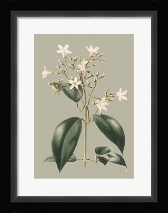 Framed Botanical Cabinet I Print