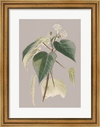 Framed Botanical Cabinet II Print
