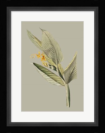 Framed Botanical Cabinet III Print
