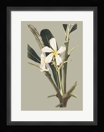 Framed Botanical Cabinet IV Print