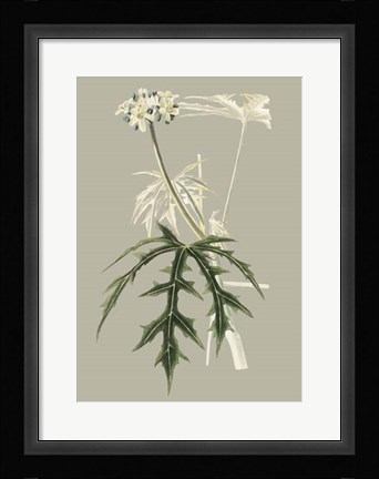 Framed Botanical Cabinet V Print