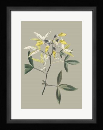 Framed Botanical Cabinet VI Print
