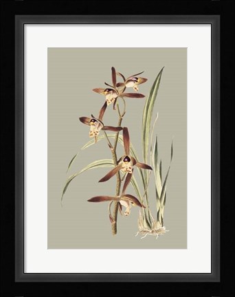 Framed Botanical Cabinet VII Print