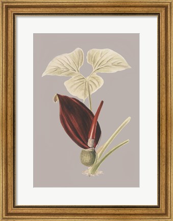 Framed Botanical Cabinet VIII Print