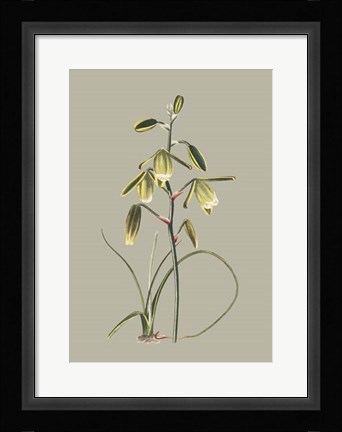 Framed Botanical Cabinet IX Print