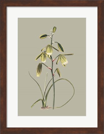 Framed Botanical Cabinet IX Print