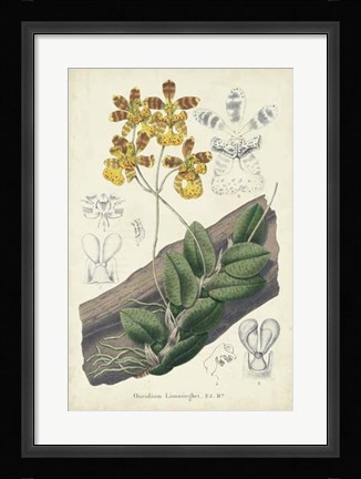 Framed Orchid Delight I Print