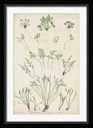 Framed Bradbury Ferns I Print