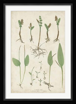 Framed Bradbury Ferns II Print