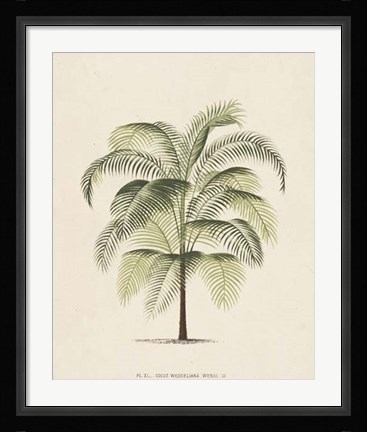 Framed Les Palmiers III Print
