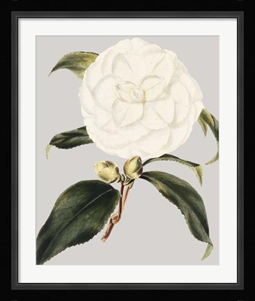 Framed Camellia Japonica I Print