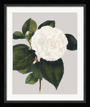 Framed Camellia Japonica II Print
