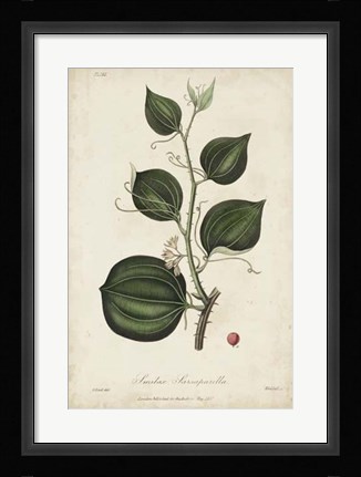 Framed Medicinal Botany I Print