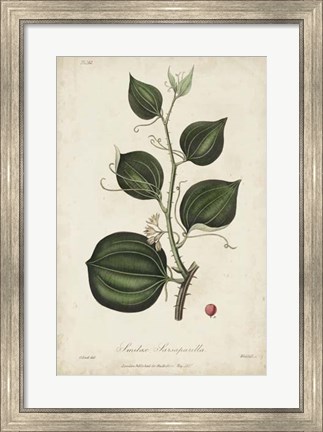 Framed Medicinal Botany I Print