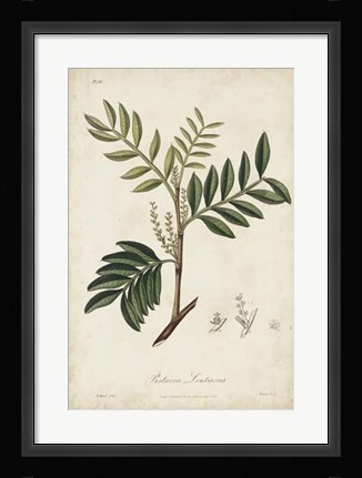 Framed Medicinal Botany II Print