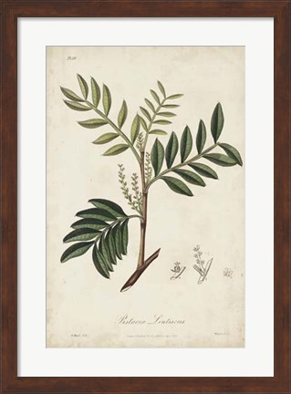 Framed Medicinal Botany II Print