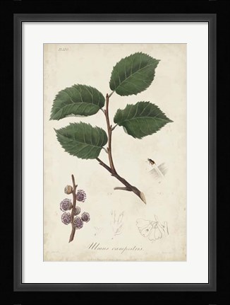 Framed Medicinal Botany III Print