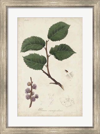 Framed Medicinal Botany III Print
