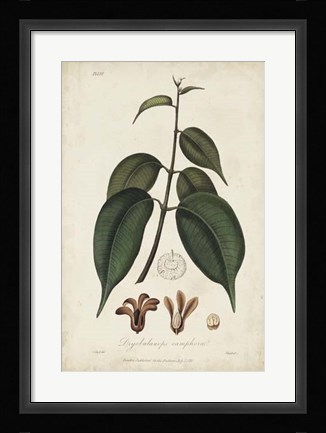 Framed Medicinal Botany IV Print