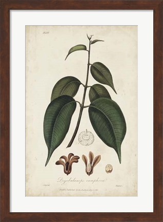 Framed Medicinal Botany IV Print