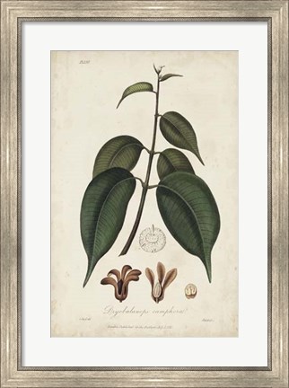 Framed Medicinal Botany IV Print