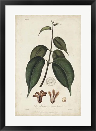 Framed Medicinal Botany IV Print