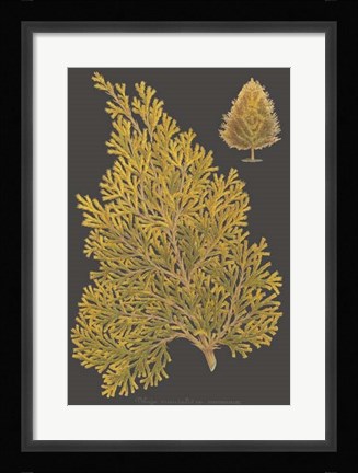 Framed Trees &amp; Leaves III Print