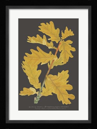 Framed Trees &amp; Leaves IV Print
