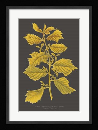 Framed Trees &amp; Leaves V Print