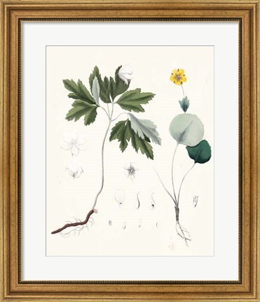Framed Berge Botanicals III Print