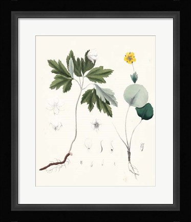 Framed Berge Botanicals III Print