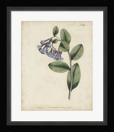 Framed Lavender Curtis Botanicals I Print
